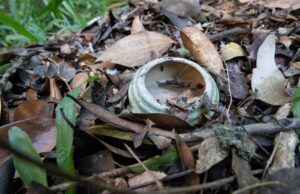 Denúncias inconsistentes dificultam fiscalização da dengue em Santa Cruz