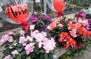Dia das Mães impulsiona venda de flores em Santa Cruz