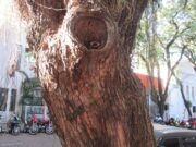 As abelhas que vivem em harmonia na área urbana