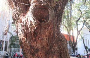 As abelhas que vivem em harmonia na área urbana