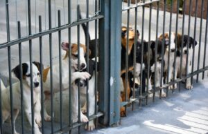 Prefeitura publica edital de chamamento público para castração de animais