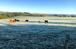 Geada não deve implicar em perdas no cenário agrícola gaúcho