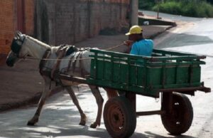 Lei que proíbe açoitar animais está em vigor em Santa Cruz do Sul