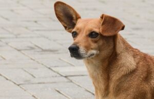 Bruna Molz requer repasse de ração ao abrigo Amigos do Peito