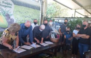 Dada a largada para o início da colheita de tabaco