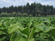 Marcadas as reuniões para definir o preço do tabaco