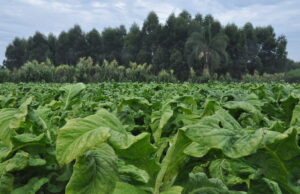 Marcadas as reuniões para definir o preço do tabaco