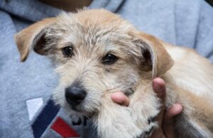 Sábado tem Feira de Adoção na praça Getúlio Vargas