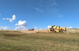 Clima favorece colheita do trigo que chega a 85%