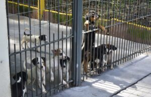 Canil Municipal sofre com a superlotação de animais