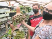 Cultivo de flores: família investe em um paraíso de cuidado e amor