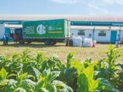 Safra do Tabaco: Ações contribuem com o controle da poluição por agrotóxicos
