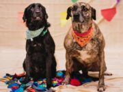 Dobra número de castrações e esterilizações em cães e gatos