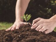 Solo, organismo vivo e transformador