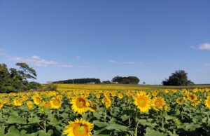 Um campo de girassóis como fonte de renda