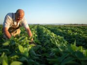 Trabalhador Rural: alimento na mesa e economia forte