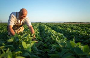 Trabalhador Rural: alimento na mesa e economia forte