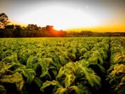 75 anos do SindiTabaco: autoridades homenageiam a entidade