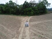 Projeto Conexão Araucária restaura 253 hectares de vegetação nativa no Sul do País