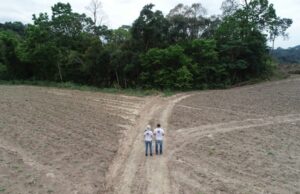 Projeto Conexão Araucária restaura 253 hectares de vegetação nativa no Sul do País