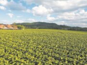 Como meio ambiente e produção de tabaco andam lado a lado