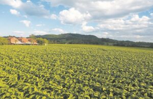 Como meio ambiente e produção de tabaco andam lado a lado
