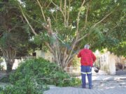 Começa o período da poda programada