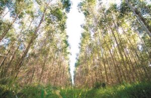 Meio Ambiente: Mercur prioriza a preservação no desenvolvimento de produtos
