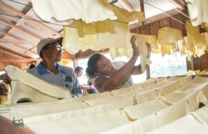 Cadeia sustentável da borracha oferece lições para a indústria