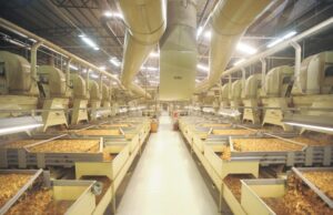 Tabaco: expectativa de crescimento nas exportações