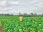 Responsible Leaf: exemplo de cultivo sustentável