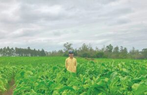 Responsible Leaf: exemplo de cultivo sustentável