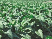 Tabaco: Abertura da Colheita no RS será em São Lourenço do Sul