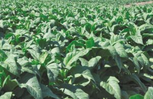 Tabaco: Abertura da Colheita no RS será em São Lourenço do Sul