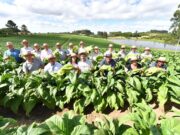 São Lourenço do Sul sedia Abertura da Colheita do Tabaco no RS