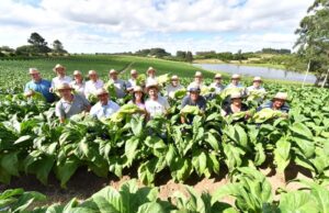 São Lourenço do Sul sedia Abertura da Colheita do Tabaco no RS