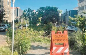 Podas na Imigrante dão início à recuperação no passeio central