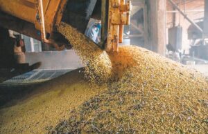 IBGE estima safra recorde de 296,2 milhões de toneladas neste ano