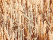 Agronegócio gaúcho exportou US$ 15,6 bilhões em 2022