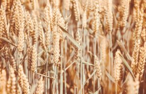 Agronegócio gaúcho exportou US$ 15,6 bilhões em 2022