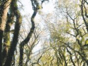 A importância dos cuidados e da preservação do meio ambiente