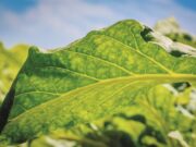 Tabaco | Diretora do ITGA prevê aumento na produção mundial