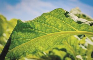 Tabaco | Diretora do ITGA prevê aumento na produção mundial