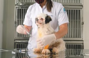 Cuidados | Hospital Veterinário da Unisc encerra 2022 com 3,9 mil atendimentos