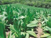 Câmara Setorial | COP, mercado ilegal e classificação do tabaco no paiol em pauta