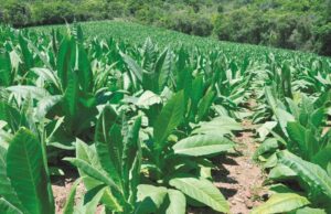 Câmara Setorial | COP, mercado ilegal e classificação do tabaco no paiol em pauta
