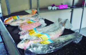 Venda de peixe nas feiras rurais de Santa Cruz será nos dias 05 e 06