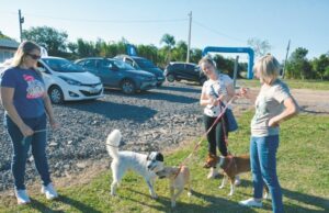 Participação | Feira de animais bate recorde em número de adoções