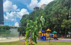 Cuidados | Programa Arborização + Segura fará o plantio de mais de 200 árvores
