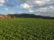Inclusão dos produtores | 31 de maio: um dia para falar de tabaco